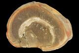 Worm (Didontogaster) Fossil (Pos/Neg) - Mazon Creek #113224-2